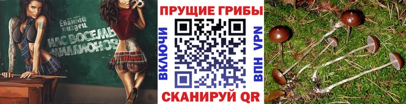 Псилоцибиновые грибы мицелий  сколько стоит  Дыгулыбгей 